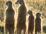 Africa 042 : Africa, Animal, Botswana, Makgadikgadi, Mammal, Meerkat